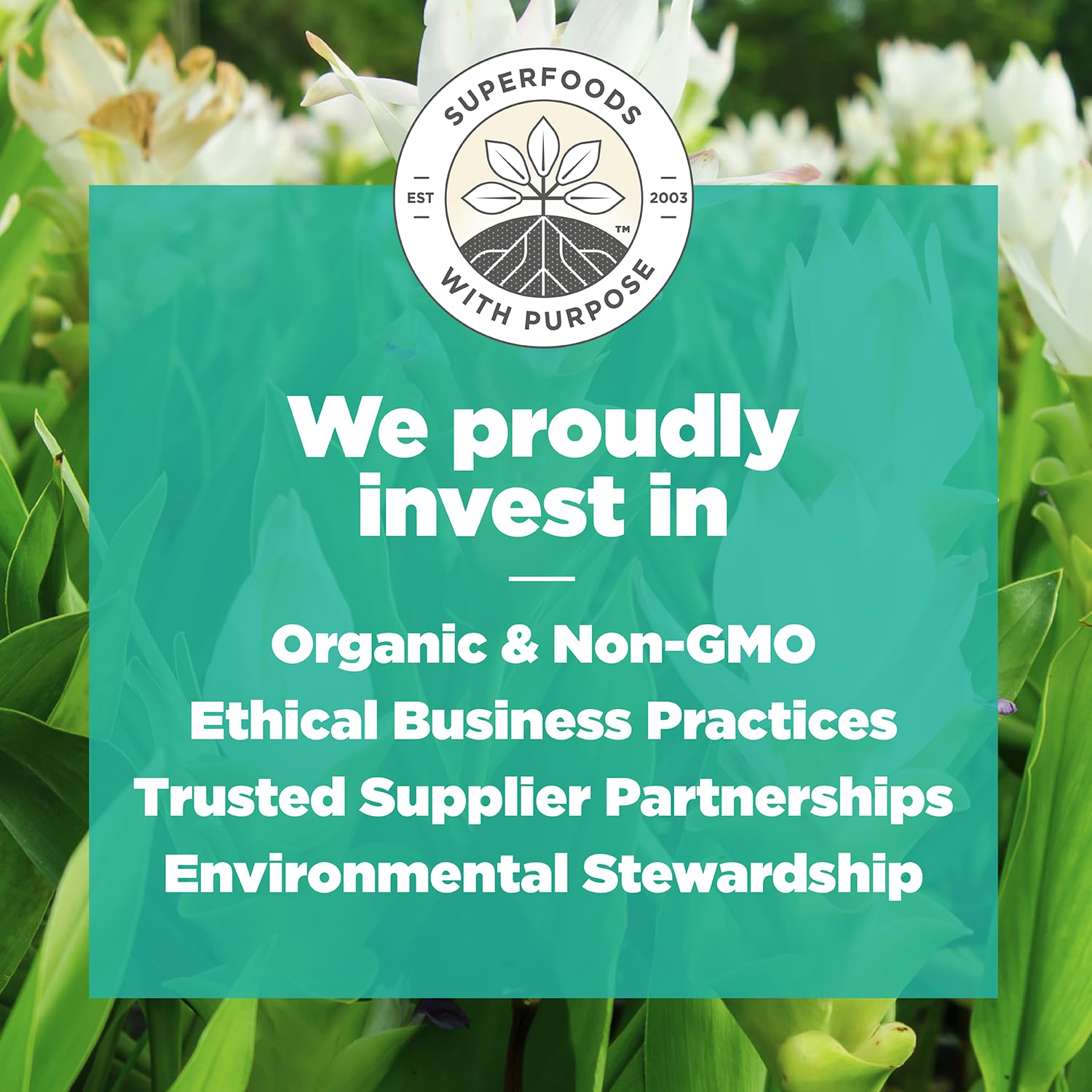 Navitas Organics Turmeric Powder – for Smoothies, Golden Milk, Curries & More – Natural Curcumin – Anti-inflammatory – USDA Organic, Non GMO, Kosher Gluten Free, Vegan (8oz. Bag, 45 Servings)