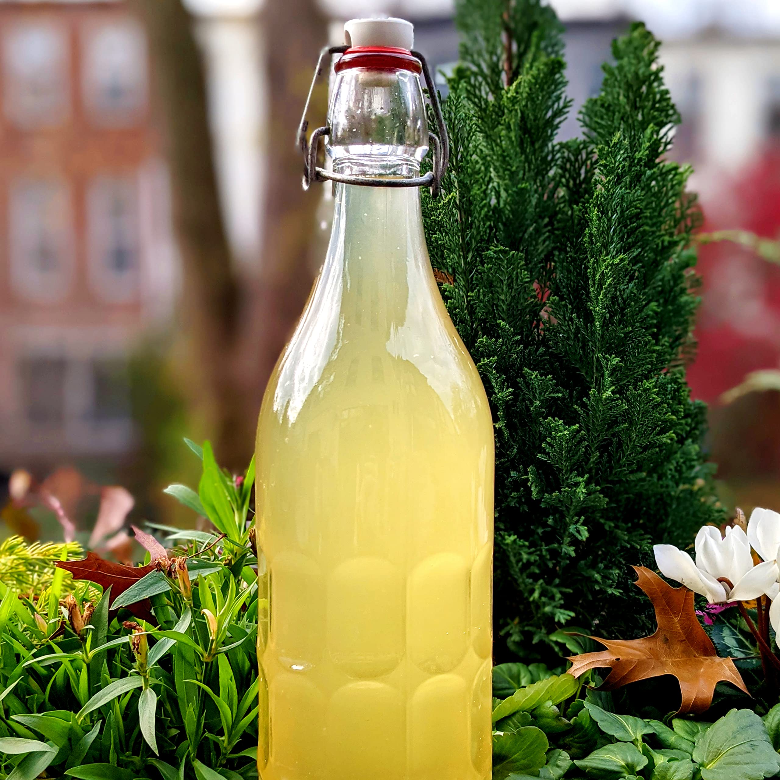 Cultures for Health ENDLESS Fresh Water Kefir Grains | DIY Fermented Probiotic Drink Enhances Gut Health | Heirloom Live Kefir Starter Makes Limitless Supply | Non-GMO Dairy Free Vegan Sparkling Water